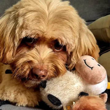 Cachorro com bichinho de pelúcia